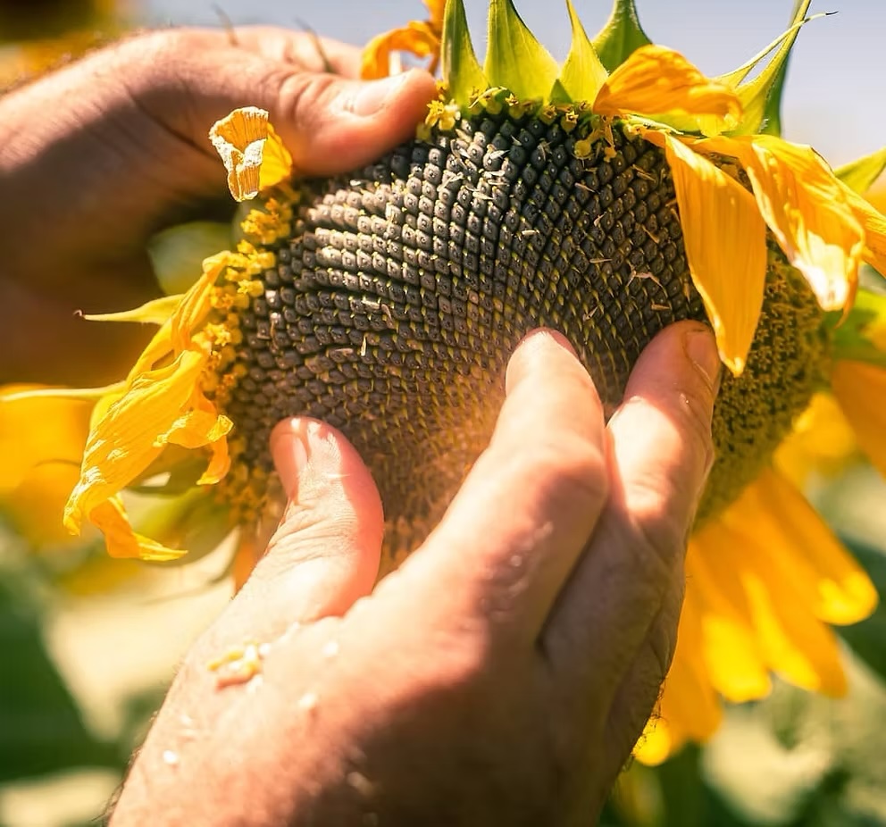 厳選された食材
