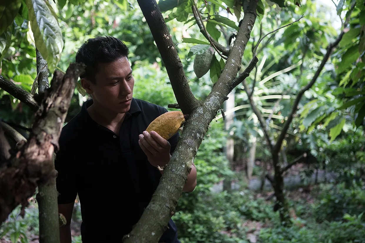 厳選された食材