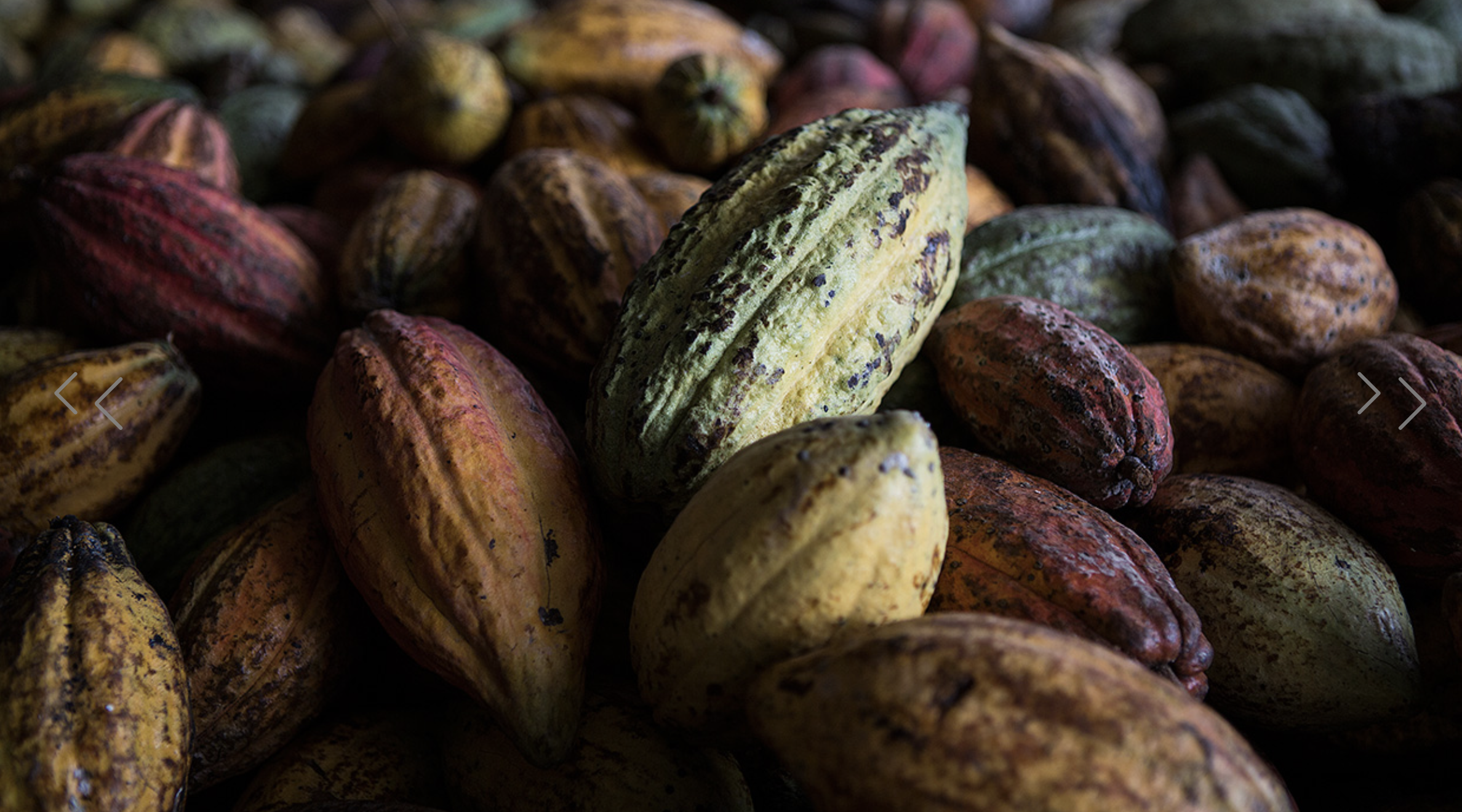 厳選された食材