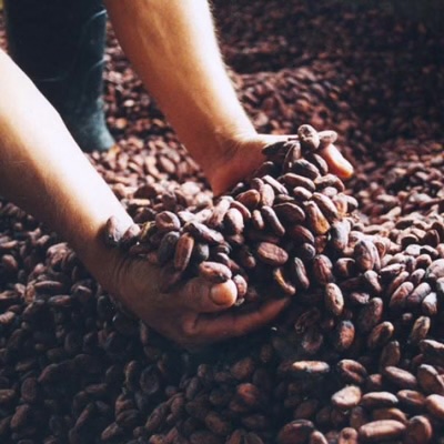 厳選された食材