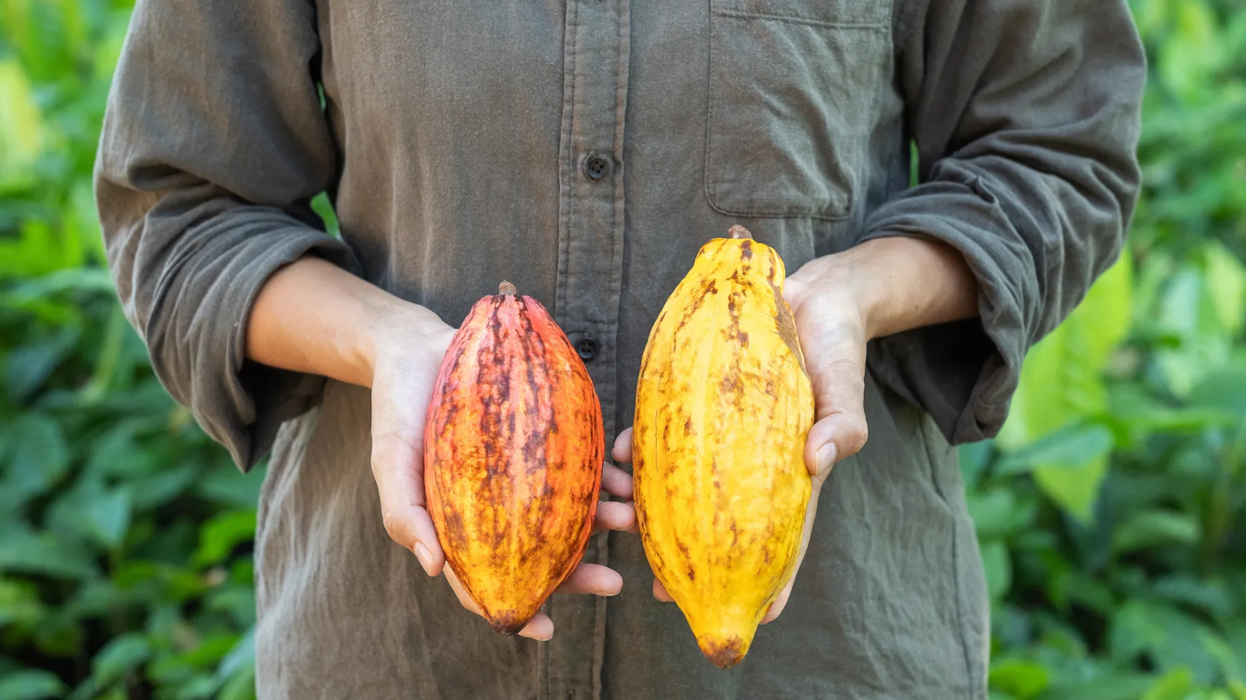 厳選された食材