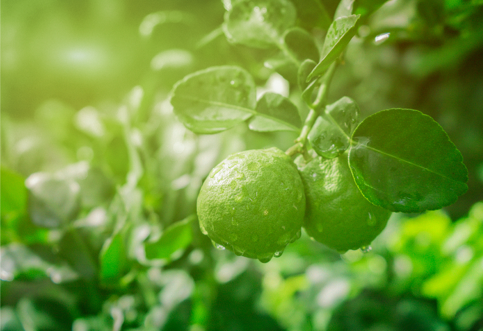 厳選された食材