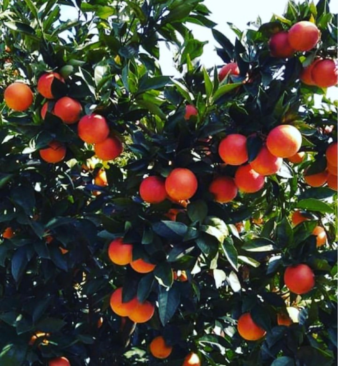 メイン画像:3枚目:数量＆期間限定！宇和島産ブラッドオレンジの酒粕テリーヌショコラ　チョコレート　ホワイトデー