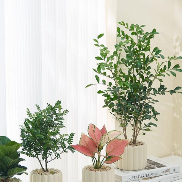 観葉植物(小型)