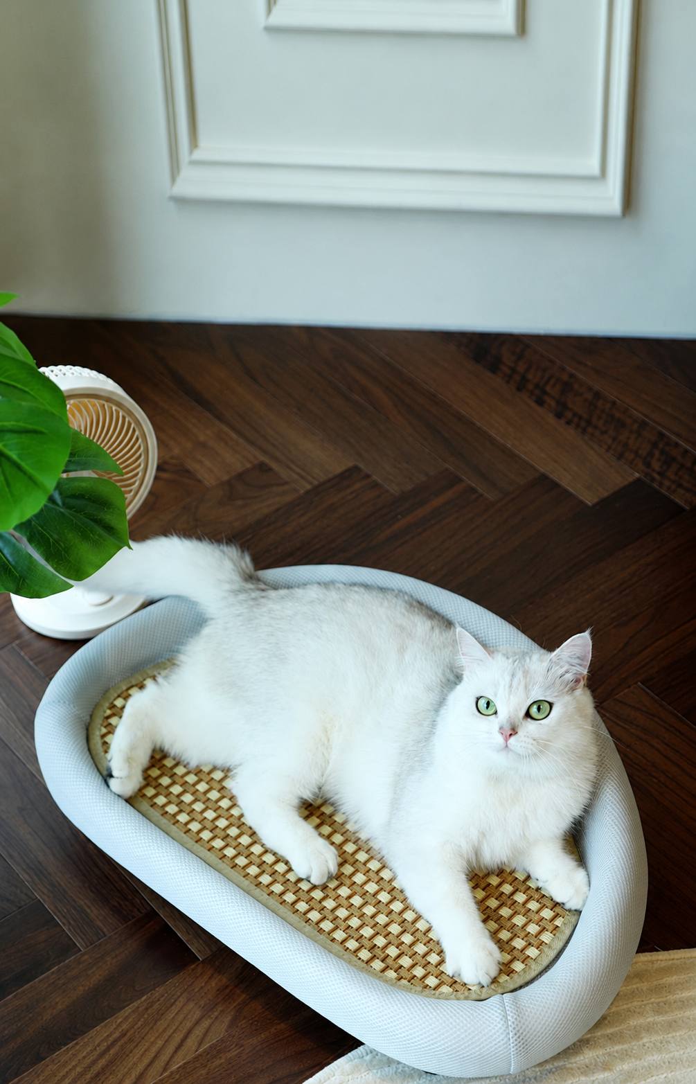 https://hot-spring-img.curema.jp/nekotogi/1783087839454_e0lbf3jt_77vokgj6.png