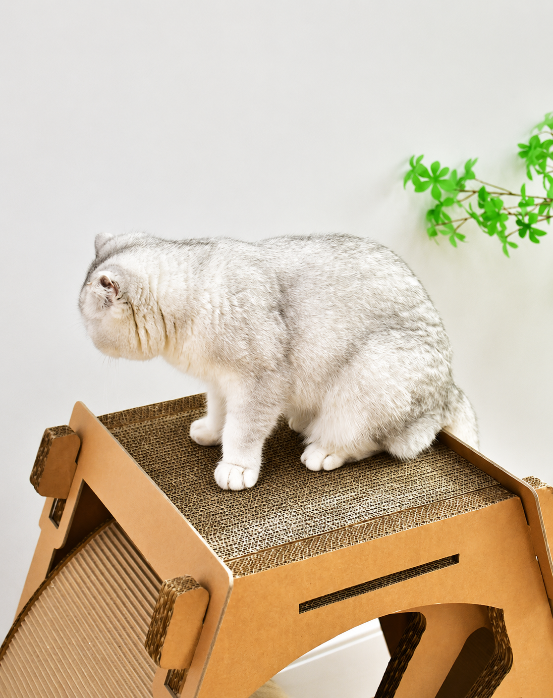 https://hot-spring-img.curema.jp/nekotogi/1783650967438_2ybnrba8_1mtjgo1c.png