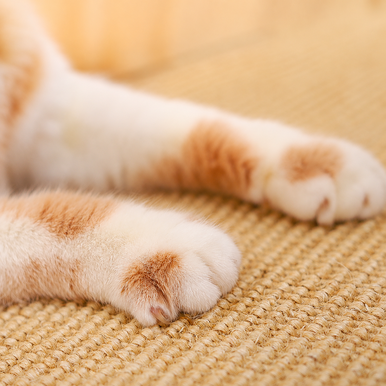 https://hot-spring-img.curema.jp/nekotogi/1784012340613_yf6pbtvj_ings9bm8.png