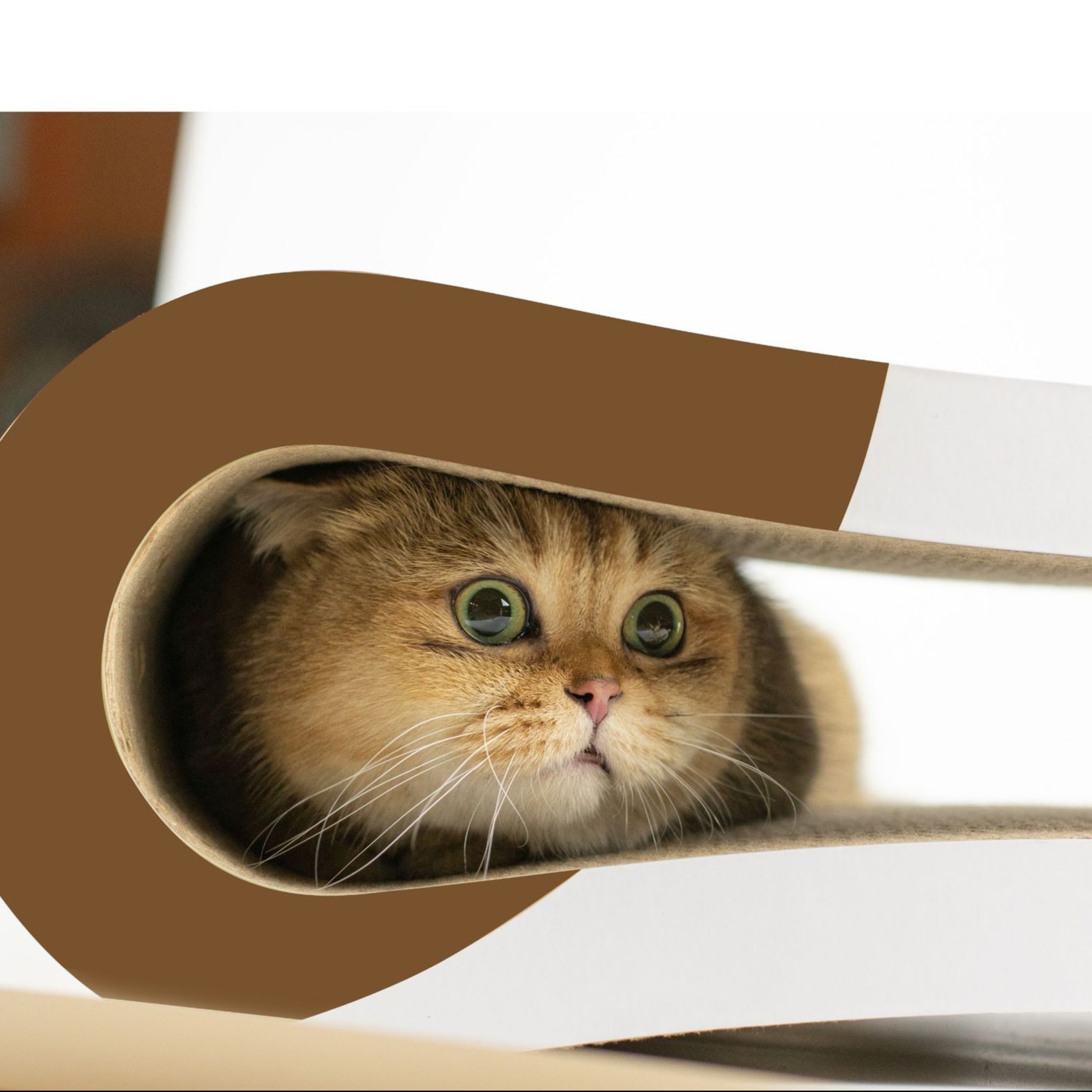 メイン画像:2枚目:猫の爪研ぎ 八の字型猫用爪研ぎ兼ベッド